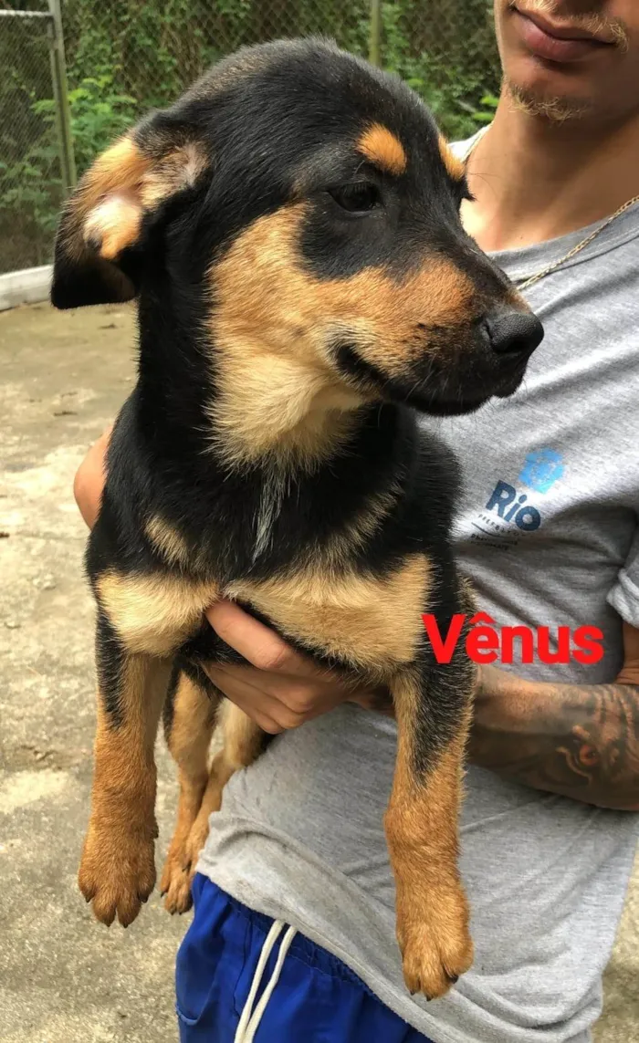 Cachorro ra a SRD-ViraLata idade 2 a 6 meses nome Vênus 