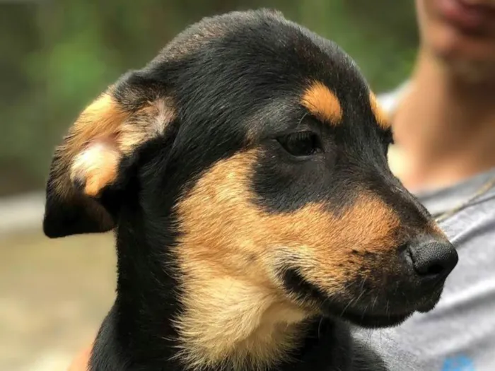 Cachorro ra a SRD-ViraLata idade 2 a 6 meses nome Vênus 