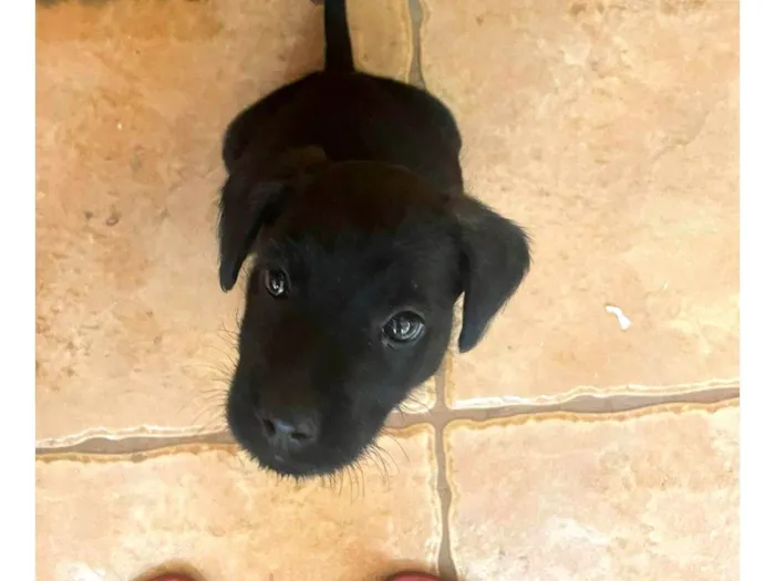 Cachorro ra a SRD-ViraLata idade 2 a 6 meses nome Pancinha