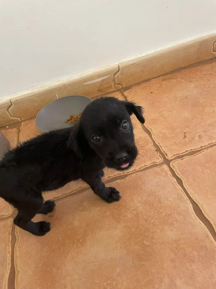 Cachorro ra a SRD-ViraLata idade 2 a 6 meses nome Pancinha