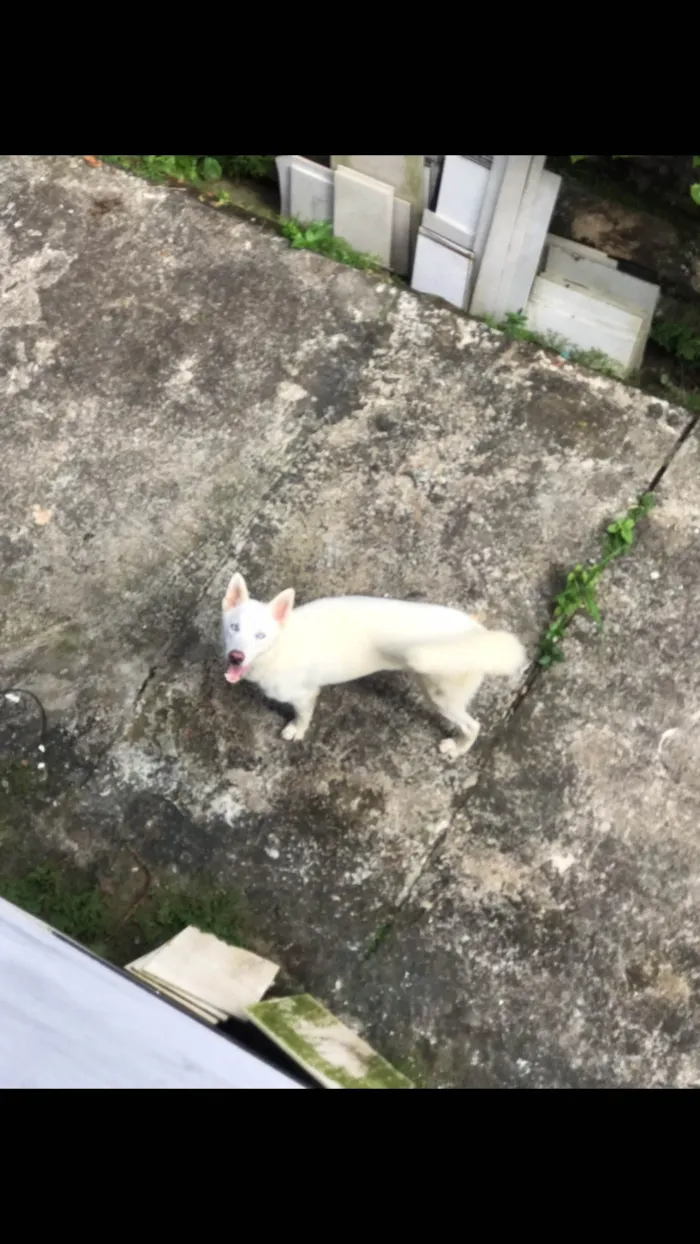 Cachorro ra a Husky Siberiano idade 3 anos nome Arieis