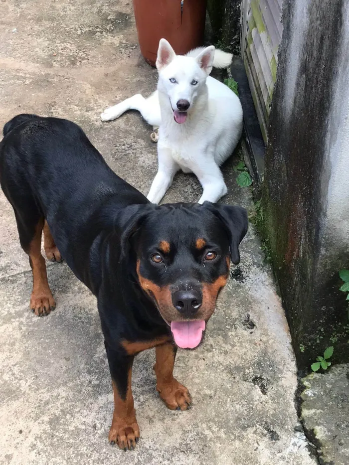 Cachorro ra a Husky Siberiano idade 3 anos nome Arieis