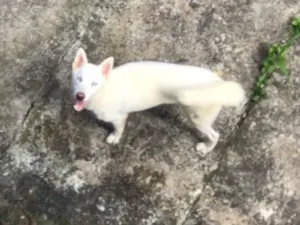 Cachorro raça Husky Siberiano idade 3 anos nome Arieis