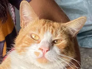 Gato raça SRD-ViraLata idade 2 anos nome Sem nome