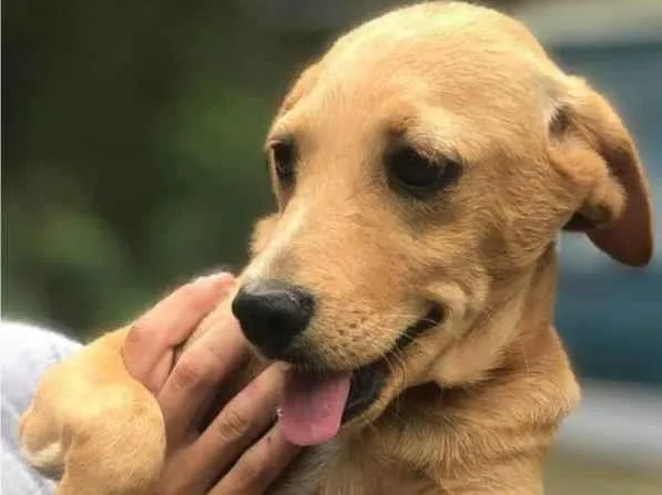 Cachorro ra a SRD-ViraLata idade 2 a 6 meses nome Clarinha 