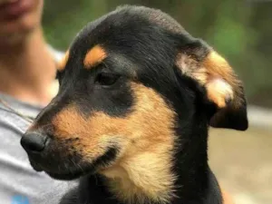 Cachorro raça SRD-ViraLata idade 2 a 6 meses nome Vênus 