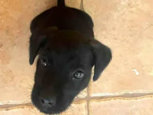 Cachorro raça SRD-ViraLata idade 2 a 6 meses nome Pancinha