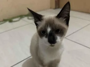 Gato raça SRD-ViraLata idade 2 a 6 meses nome Cristal