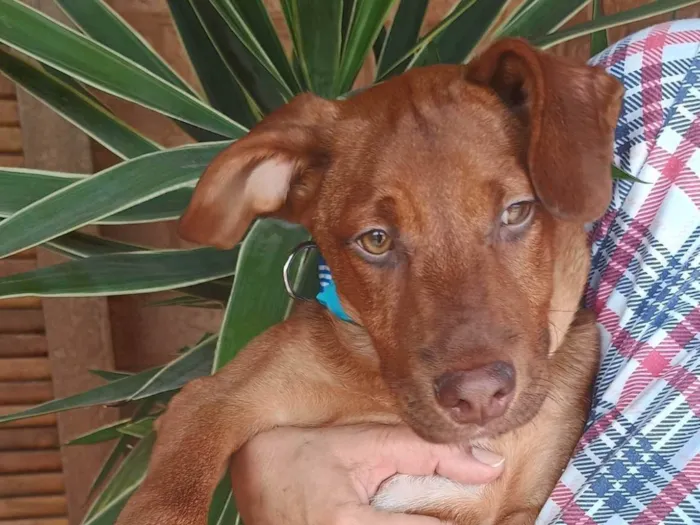 Cachorro ra a SRD-ViraLata idade 2 a 6 meses nome Romero 