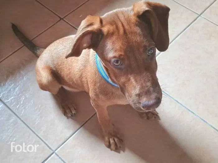 Cachorro ra a SRD-ViraLata idade 2 a 6 meses nome Romero 