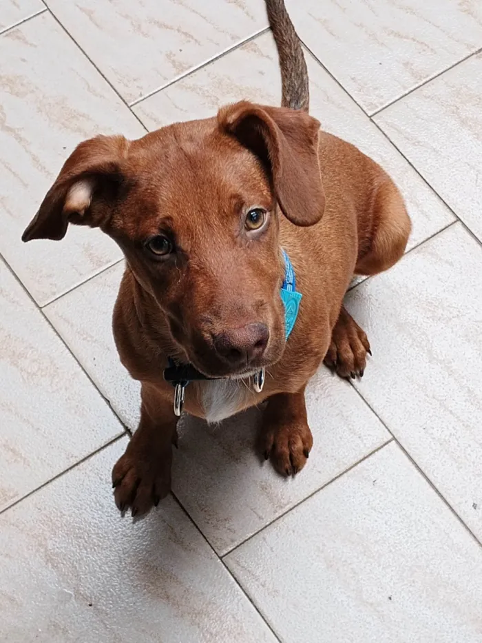 Cachorro ra a SRD-ViraLata idade 2 a 6 meses nome Romero 