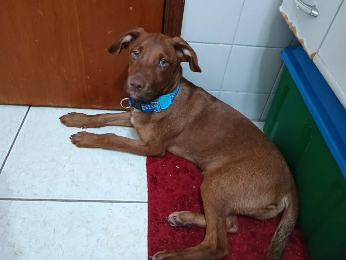 Cachorro ra a SRD-ViraLata idade 2 a 6 meses nome Romero 