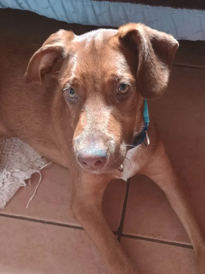 Cachorro ra a SRD-ViraLata idade 2 a 6 meses nome Romero 