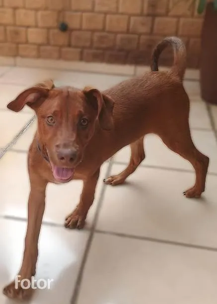 Cachorro ra a SRD-ViraLata idade 2 a 6 meses nome Romero 