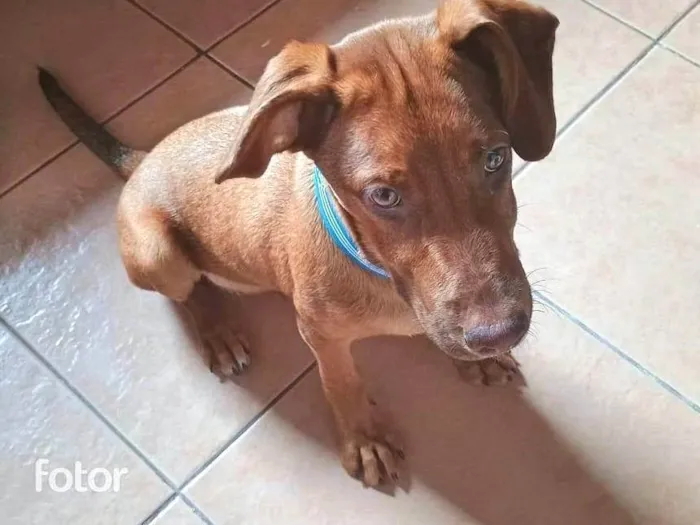 Cachorro ra a SRD-ViraLata idade 2 a 6 meses nome Romero 