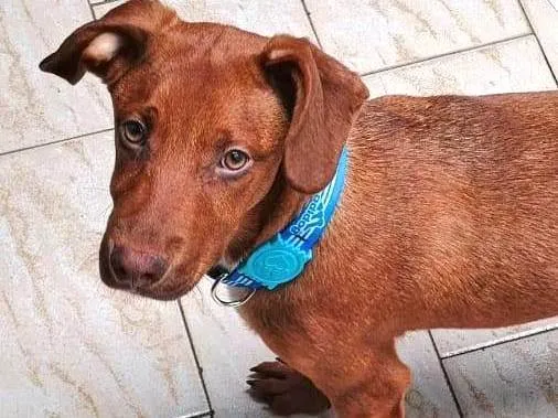 Cachorro ra a SRD-ViraLata idade 2 a 6 meses nome Romero 