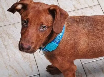 Cachorro raça SRD-ViraLata idade 2 a 6 meses nome Romero 