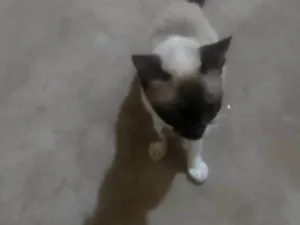 Gato raça Siamês idade 2 anos nome Princesa 