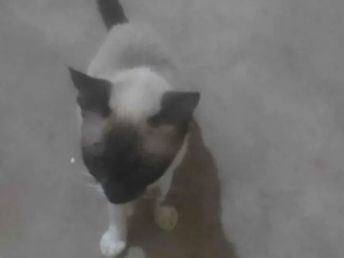 Gato ra a Siamês idade 2 anos nome Princesa 