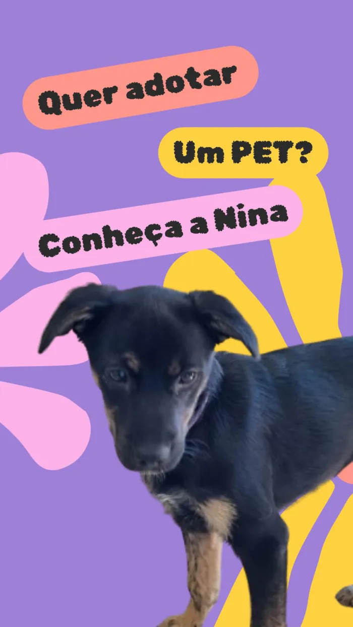 Cachorro ra a SRD-ViraLata idade 2 a 6 meses nome Nina