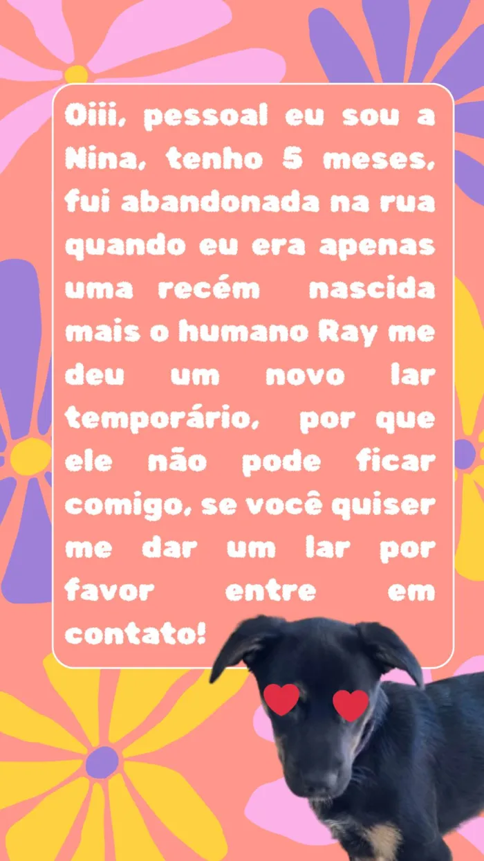 Cachorro ra a SRD-ViraLata idade 2 a 6 meses nome Nina