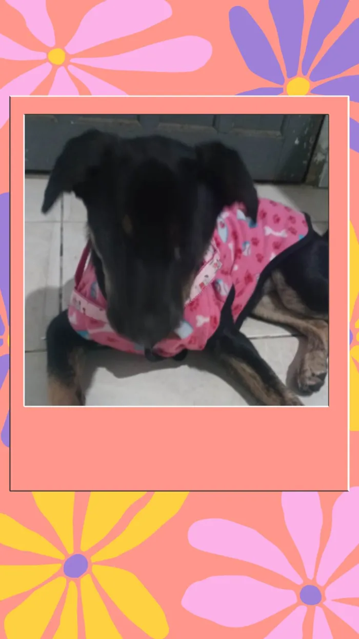 Cachorro ra a SRD-ViraLata idade 2 a 6 meses nome Nina