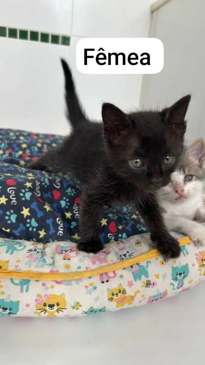 Gato ra a SRD-ViraLata idade Abaixo de 2 meses nome LINDOS BEBÊS de 50 dias