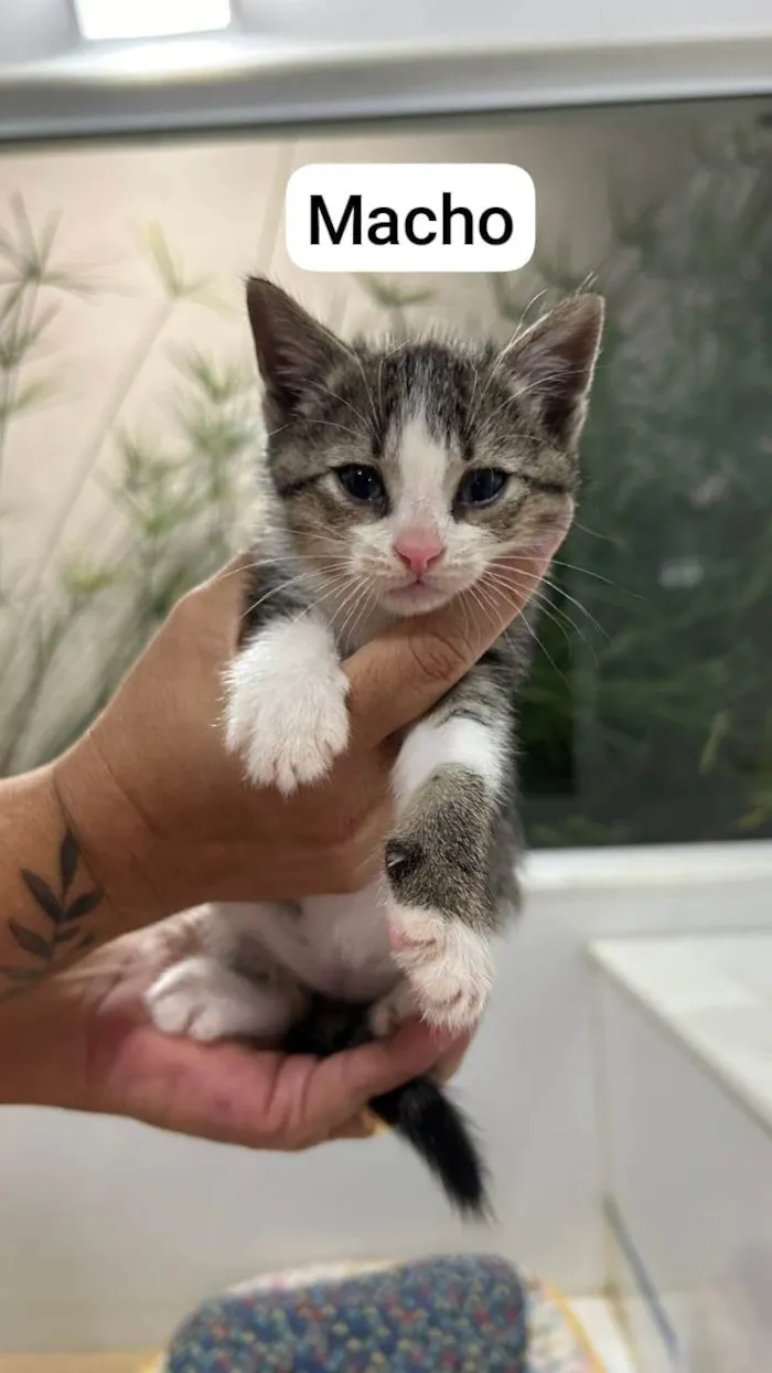 Gato ra a SRD-ViraLata idade Abaixo de 2 meses nome LINDOS BEBÊS de 50 dias