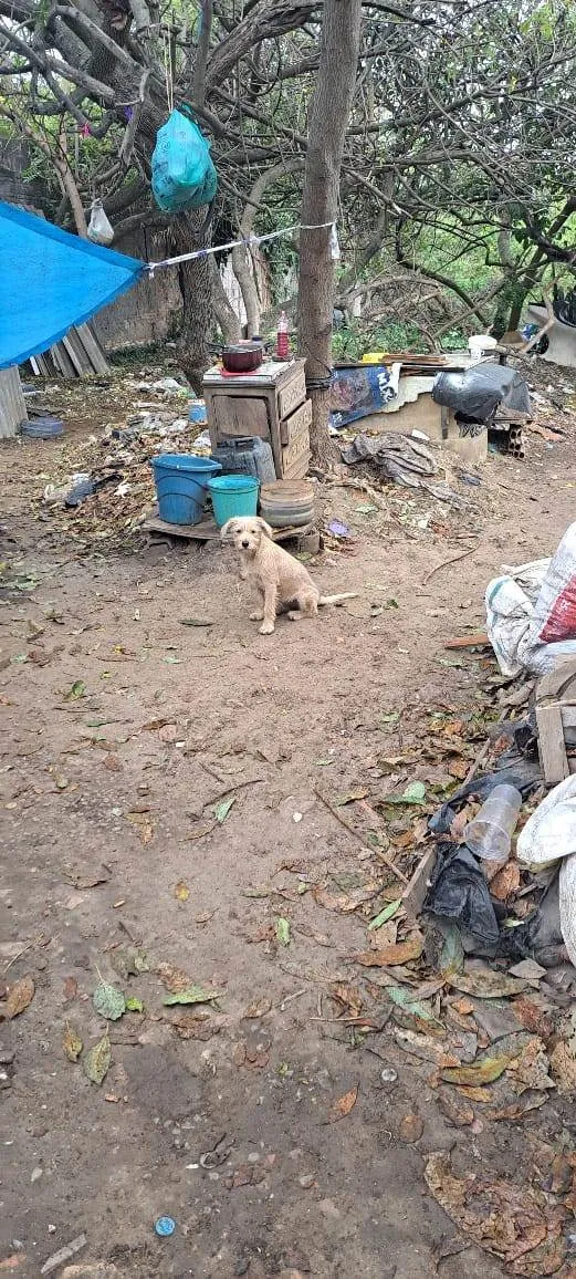 Cachorro ra a SRD-ViraLata idade 7 a 11 meses nome Mel