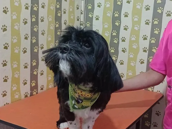 Cachorro ra a Shitzu idade 1 ano nome Charles