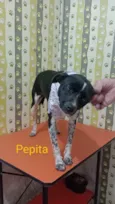 Pepita