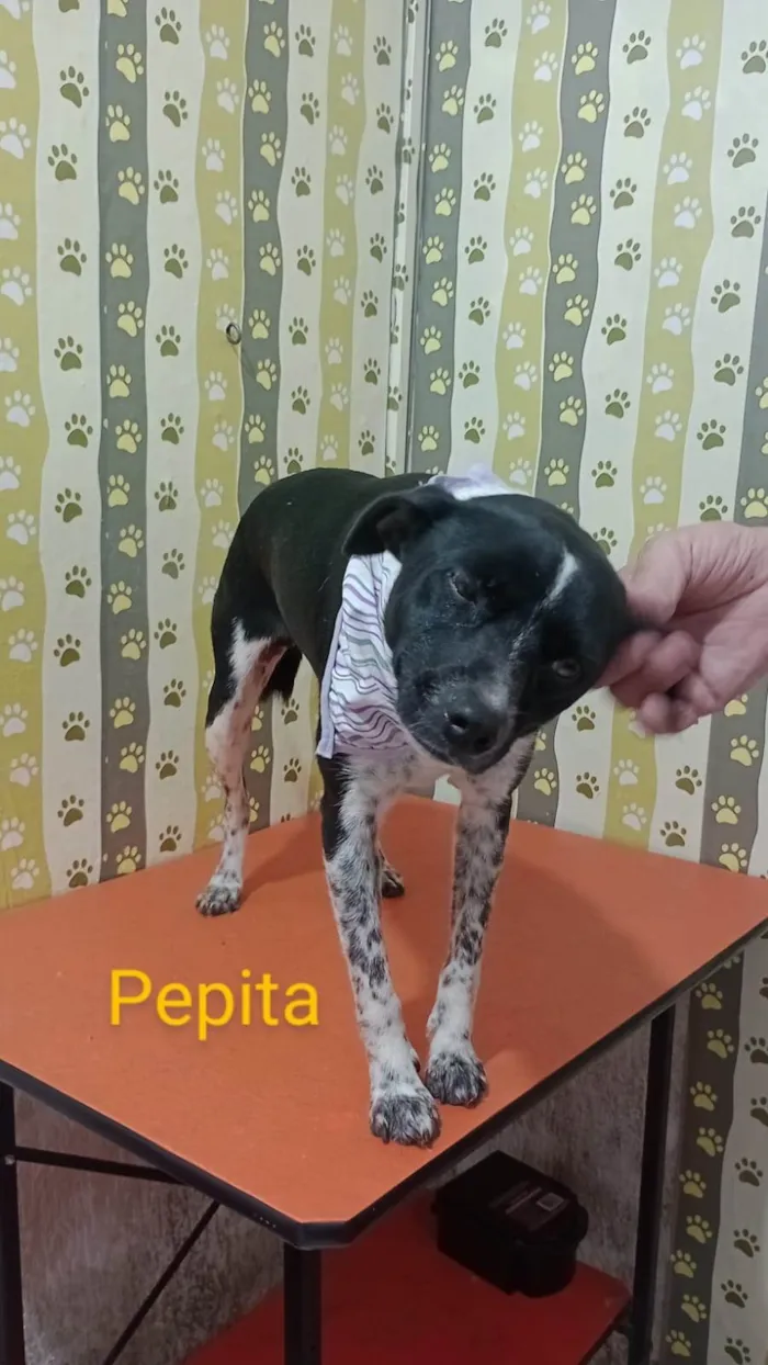 Cachorro ra a SRD-ViraLata idade 1 ano nome Pepita