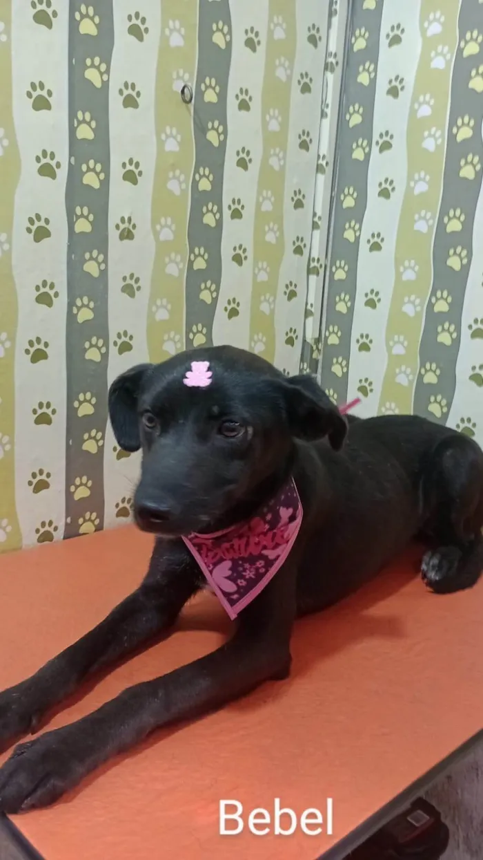 Cachorro ra a SRD-ViraLata idade 1 ano nome Bebel