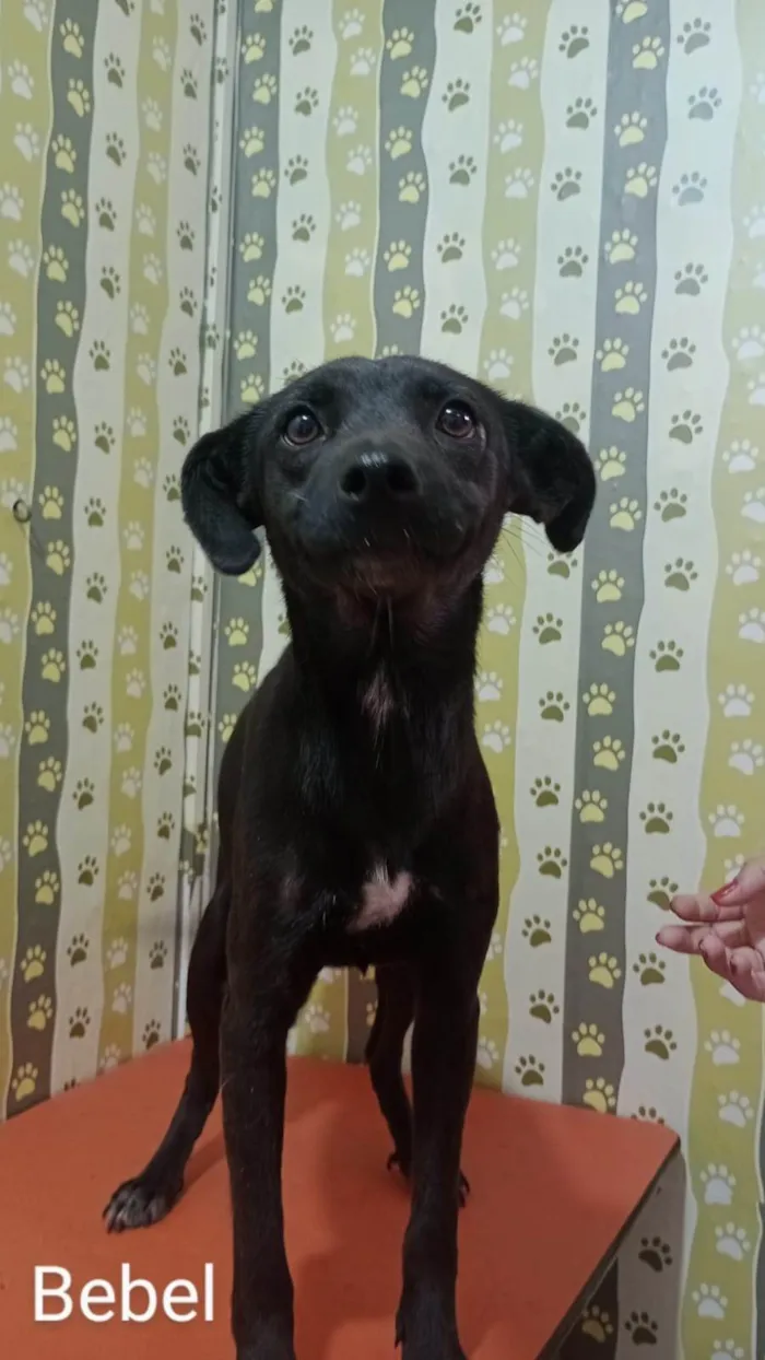 Cachorro ra a SRD-ViraLata idade 1 ano nome Bebel