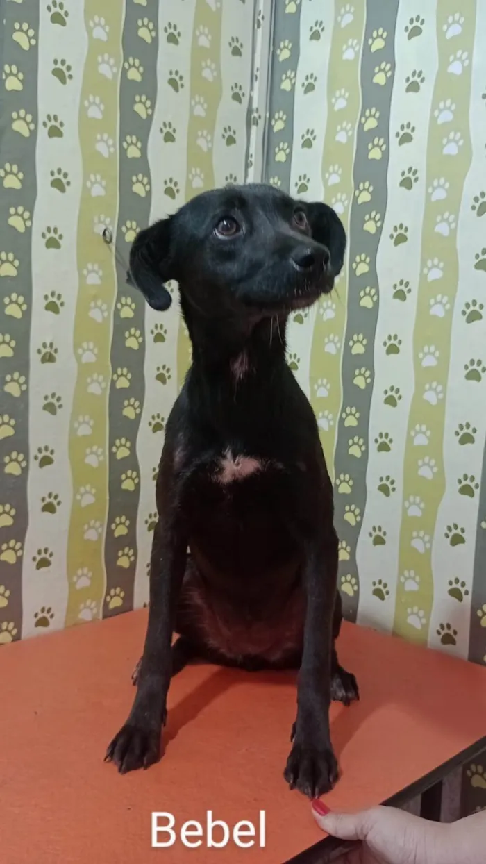 Cachorro ra a SRD-ViraLata idade 1 ano nome Bebel