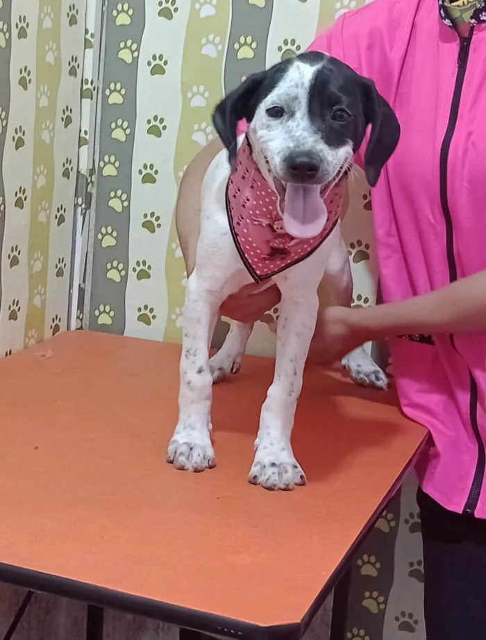 Cachorro ra a SRD-ViraLata idade 2 a 6 meses nome Stefany