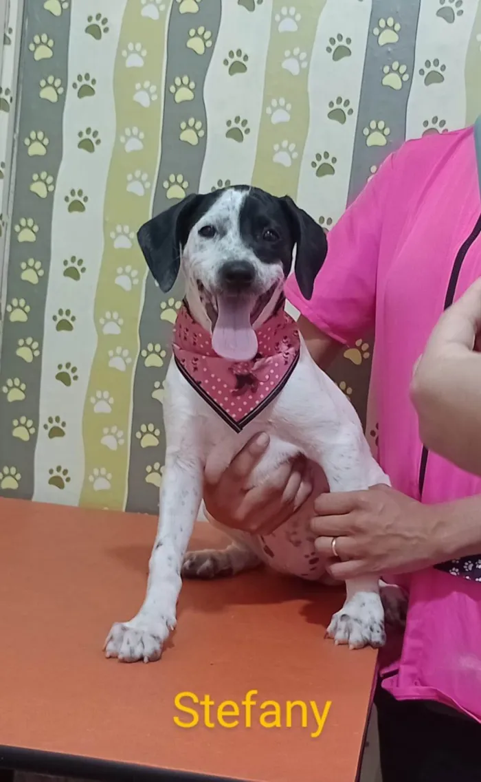 Cachorro ra a SRD-ViraLata idade 2 a 6 meses nome Stefany