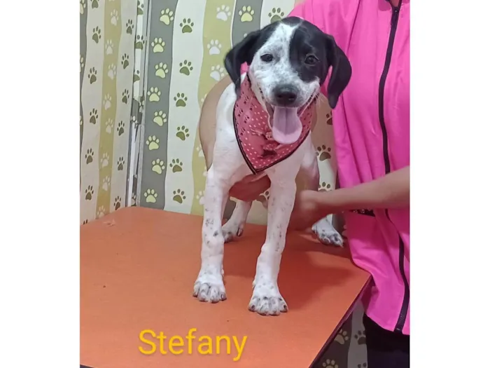 Cachorro ra a SRD-ViraLata idade 2 a 6 meses nome Stefany