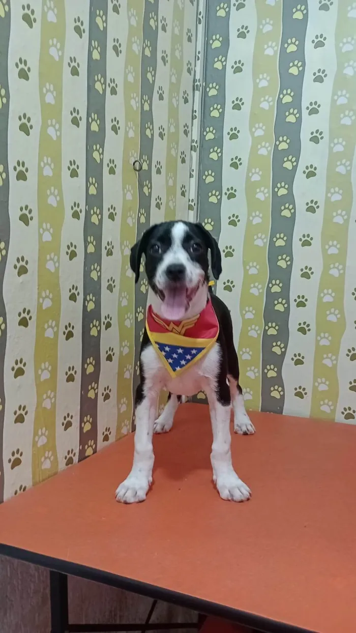 Cachorro ra a SRD-ViraLata idade 2 a 6 meses nome Tyfani