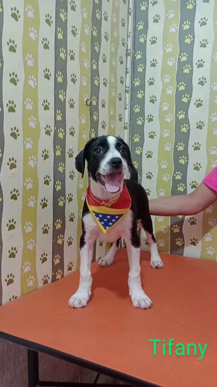 Cachorro ra a SRD-ViraLata idade 2 a 6 meses nome Tyfani