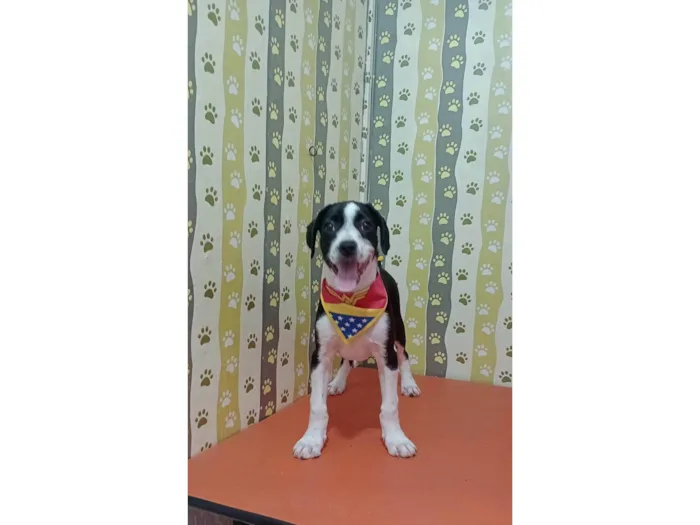 Cachorro ra a SRD-ViraLata idade 2 a 6 meses nome Tyfani