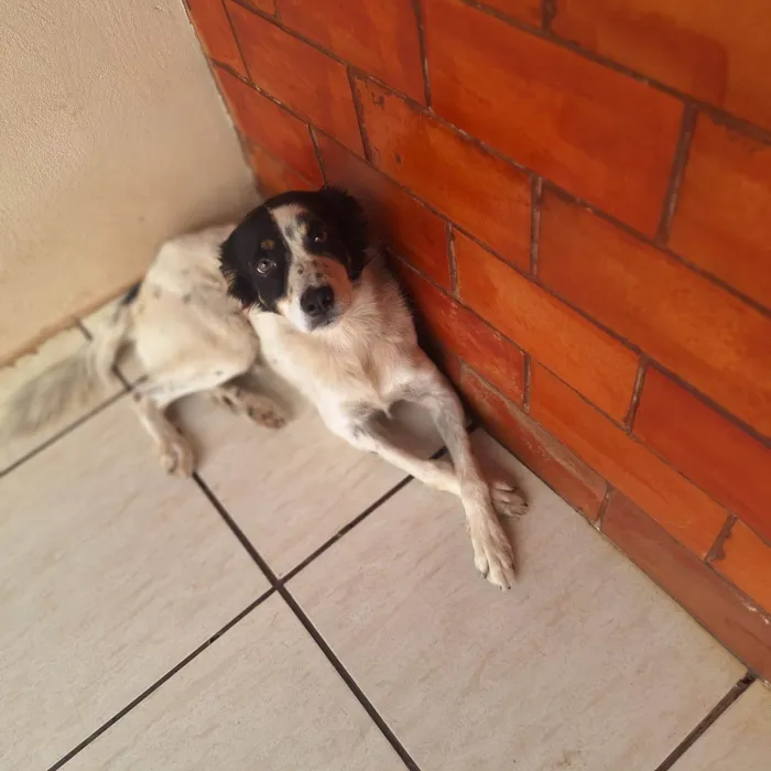 Cachorro ra a SRD-ViraLata idade 2 a 6 meses nome Snoop