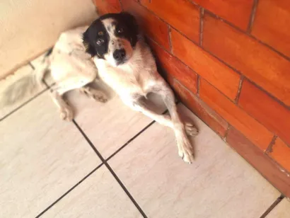 Cachorro raça SRD-ViraLata idade 2 a 6 meses nome Snoop