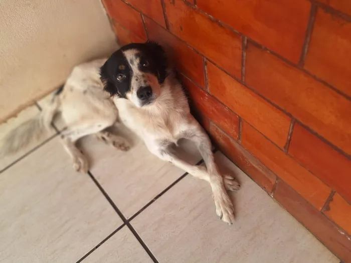 Cachorro ra a SRD-ViraLata idade 2 a 6 meses nome Snoop