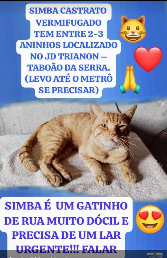 Gato ra a SRD-ViraLata idade 2 anos nome Simba 