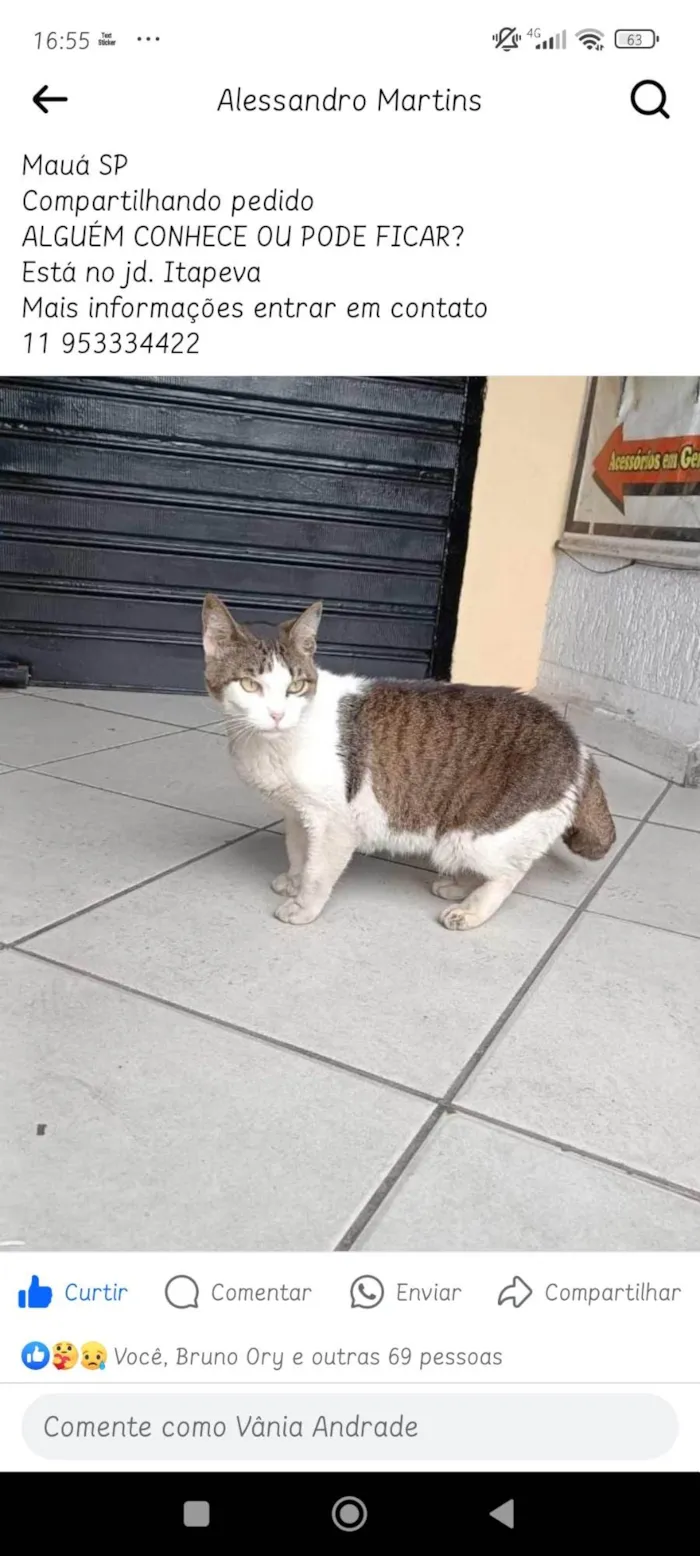 Gato ra a SRD-ViraLata idade 7 a 11 meses nome Gatinha 