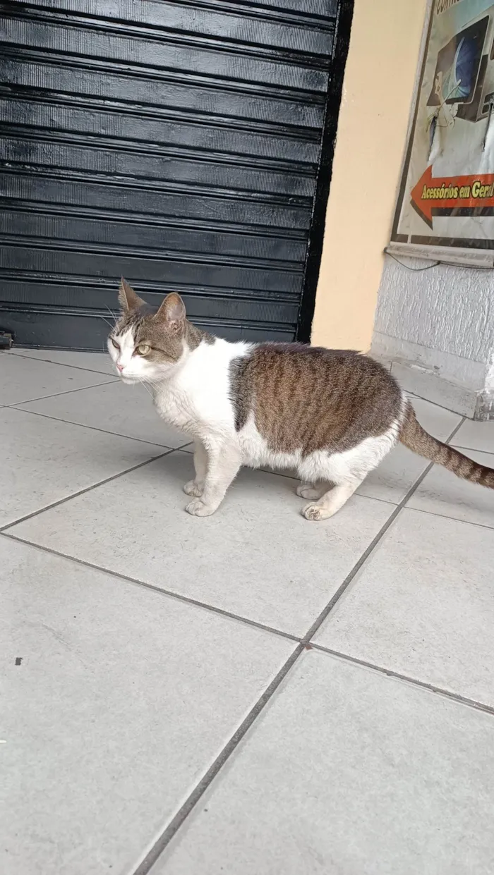 Gato ra a SRD-ViraLata idade 7 a 11 meses nome Gatinha 