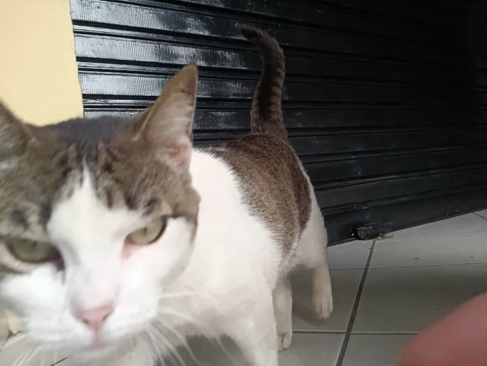 Gato ra a SRD-ViraLata idade 7 a 11 meses nome Gatinha 