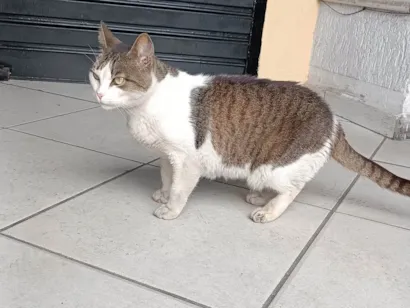 Gato raça SRD-ViraLata idade 7 a 11 meses nome Gatinha 