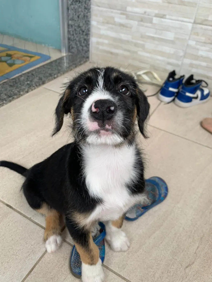 Cachorro ra a SRD-ViraLata idade 2 a 6 meses nome Zorro